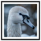 Close Up Of A Swan Head Covered In Water Droplets thumbnail