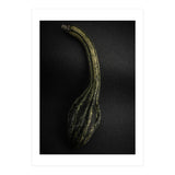 Gourds No 9 Color Version (Print Only) thumbnail