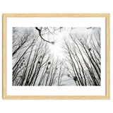 Bare trees in the winter sky thumbnail