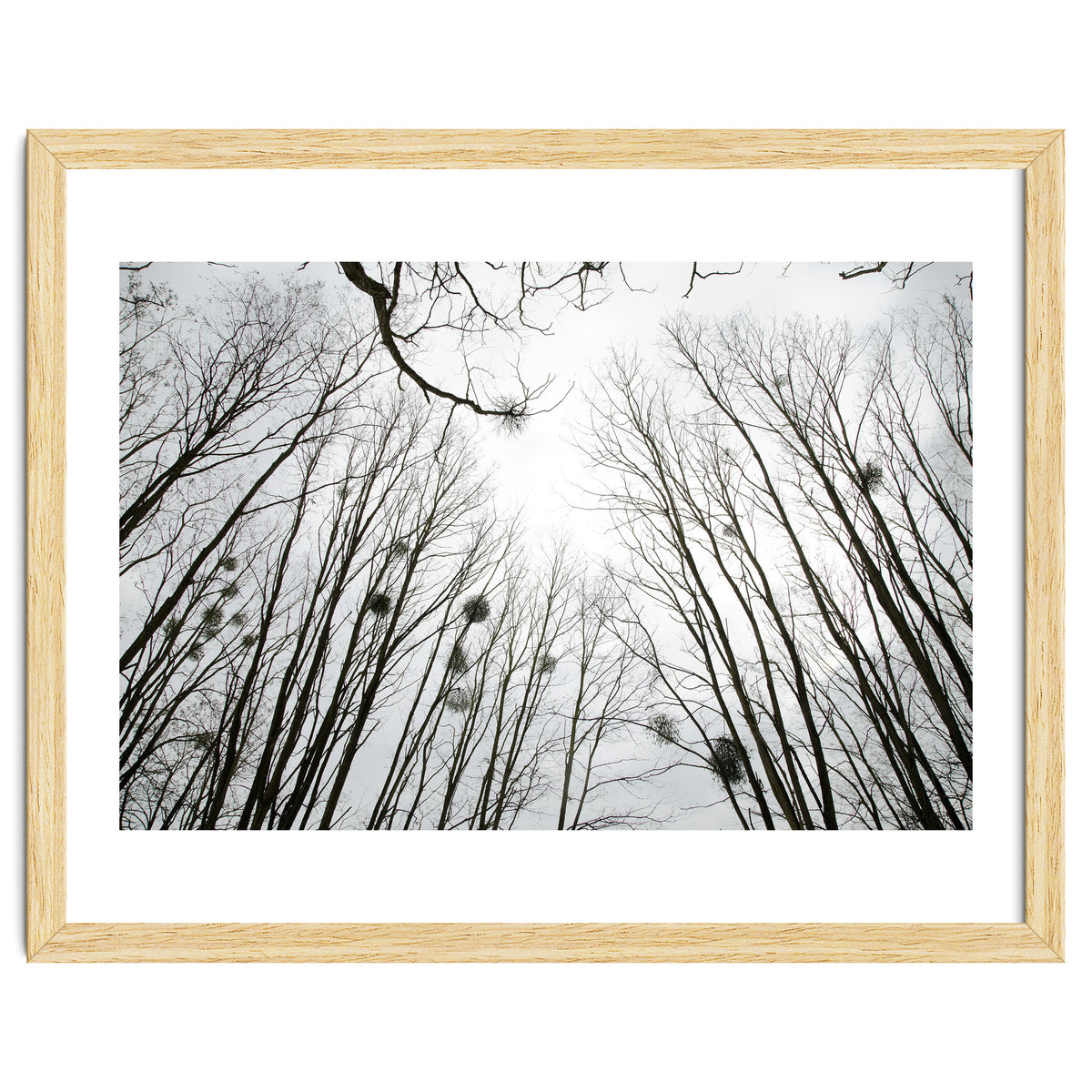 Bare trees in the winter sky