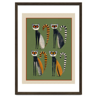 Striped Lemurs