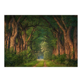 Soft morning light (Print Only) thumbnail