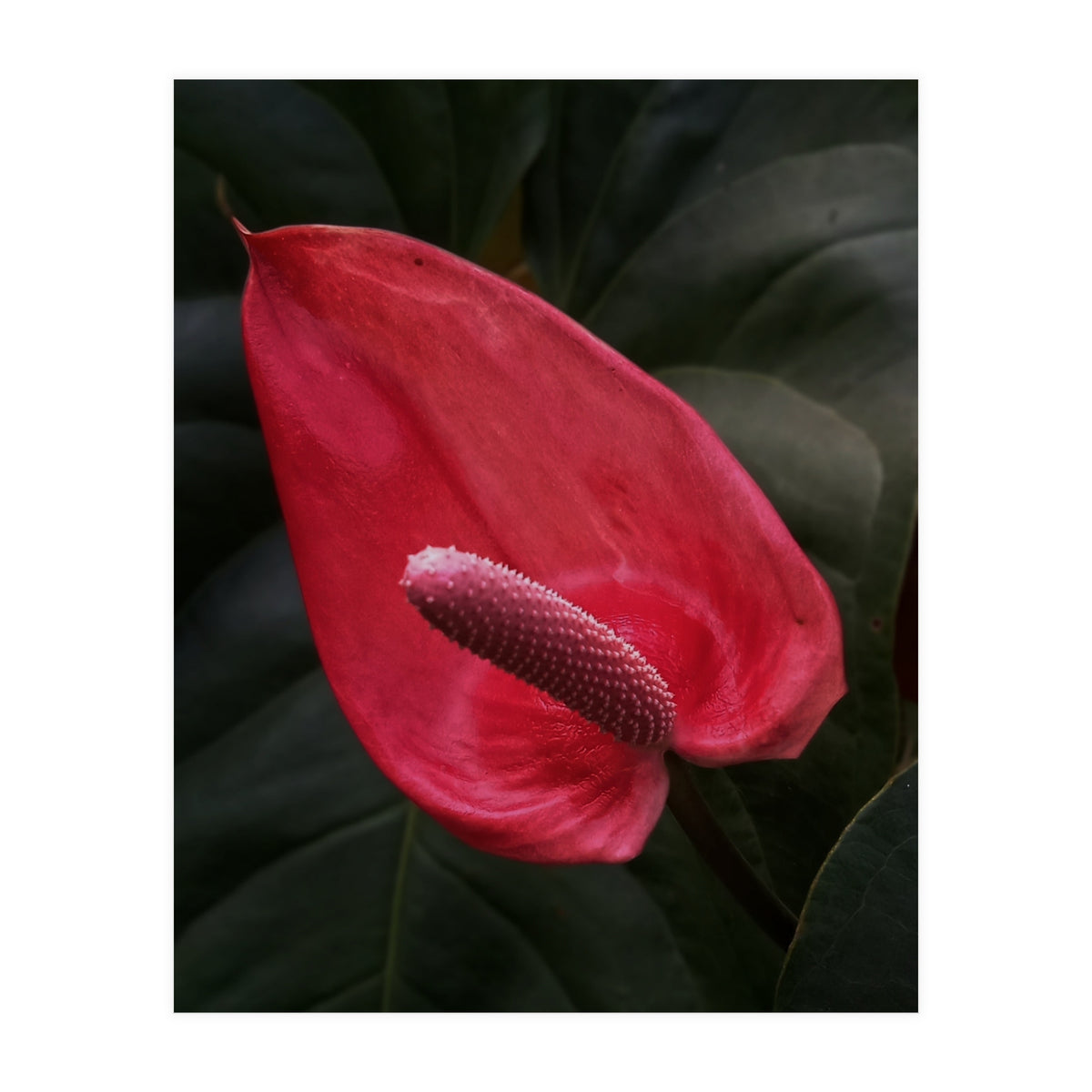 Red Anthurium Flower (Print Only)