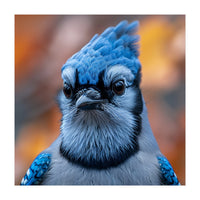 Close Up Blue Jay Bird With Detailed Feathers (Print Only)