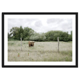 Cow in the farm thumbnail