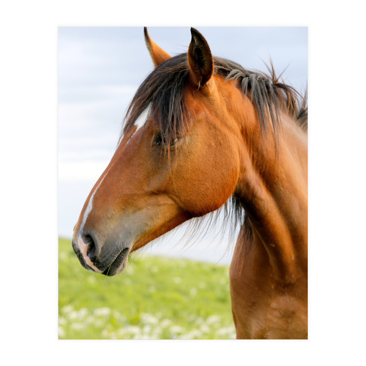 Horse Portrait (Print Only)