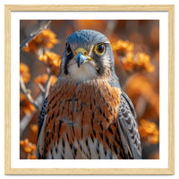 Close Up Of A Kestrel Bird Of Prey