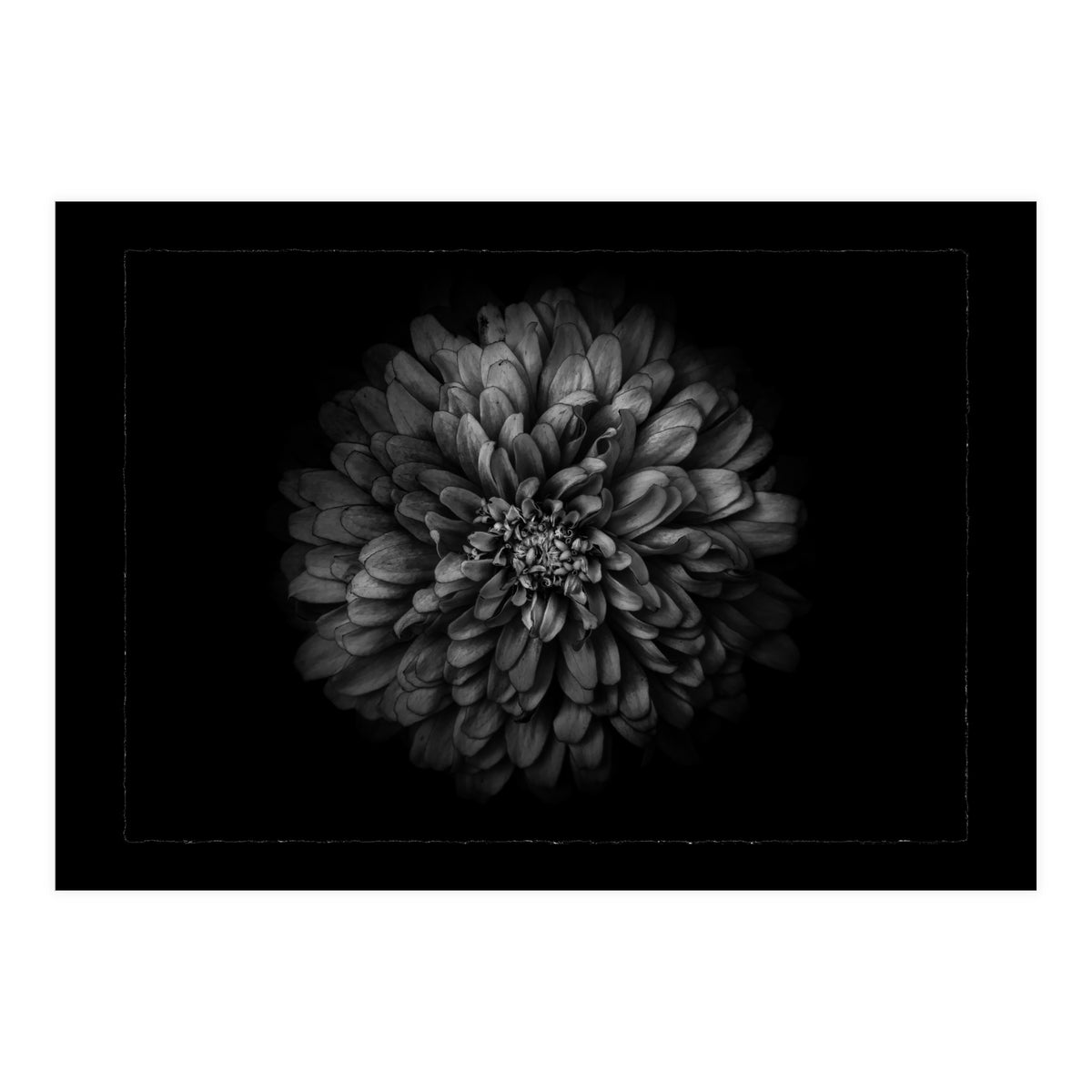 Backyard Flowers In Black And White No 68 with Border (Print Only)