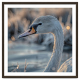 Close Up Of A Swan Covered In Frost thumbnail