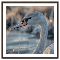 Close Up Of A Swan Covered In Frost