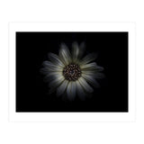 Backyard Flowers No 27 Color Version (Print Only) thumbnail