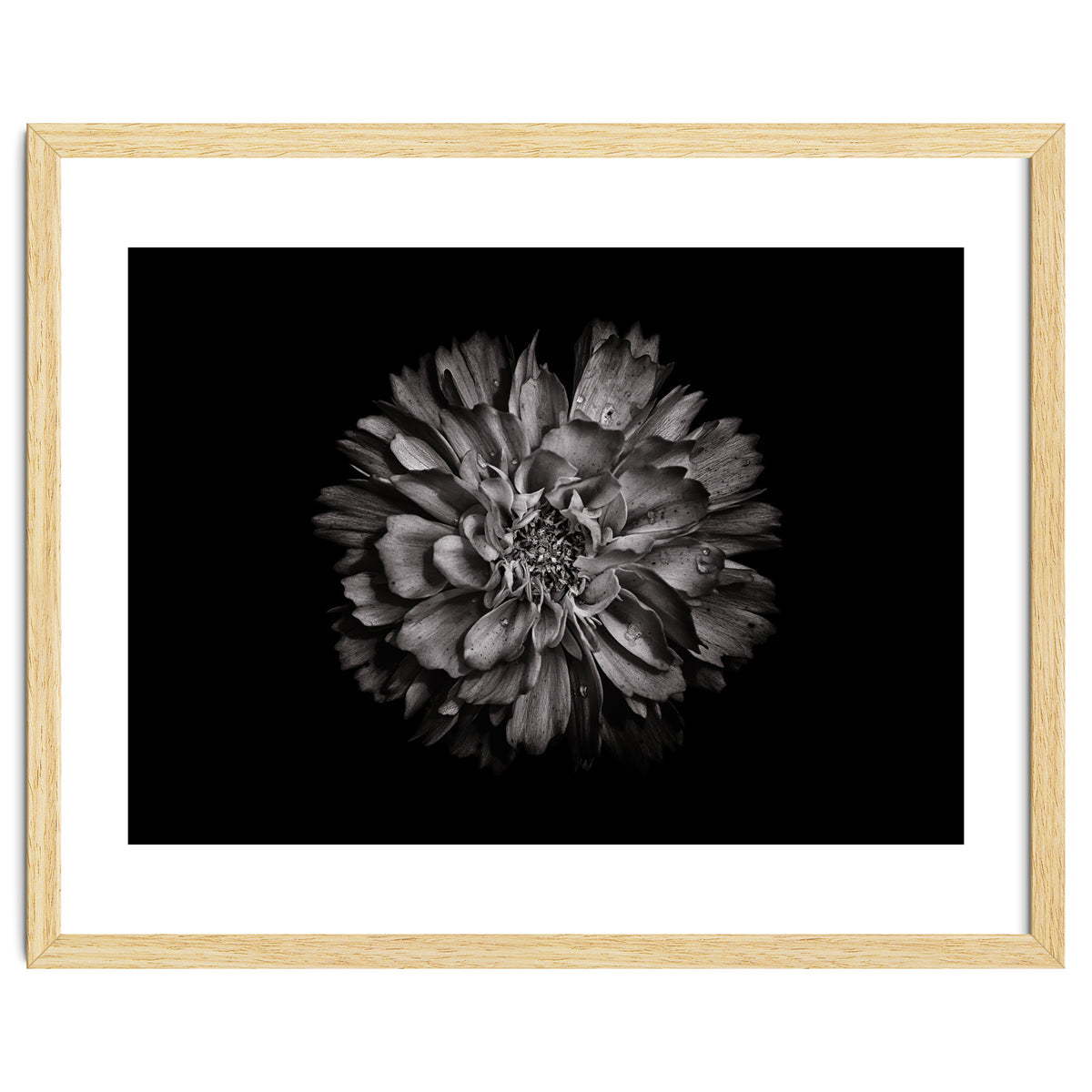 Backyard Flowers In Black And White No 79
