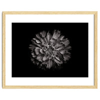 Backyard Flowers In Black And White No 79