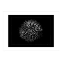 Backyard Flowers In Black And White No 68 with Border (Print Only)