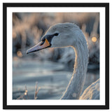 Close Up Of A Swan Covered In Frost thumbnail