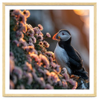 Puffin Bird On Rocks Near Pink Flowers At Sunset