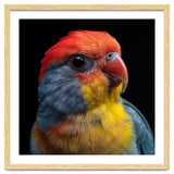 Close Up Colorful Parrot Portrait Vivid Plumage thumbnail