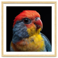 Close Up Colorful Parrot Portrait Vivid Plumage