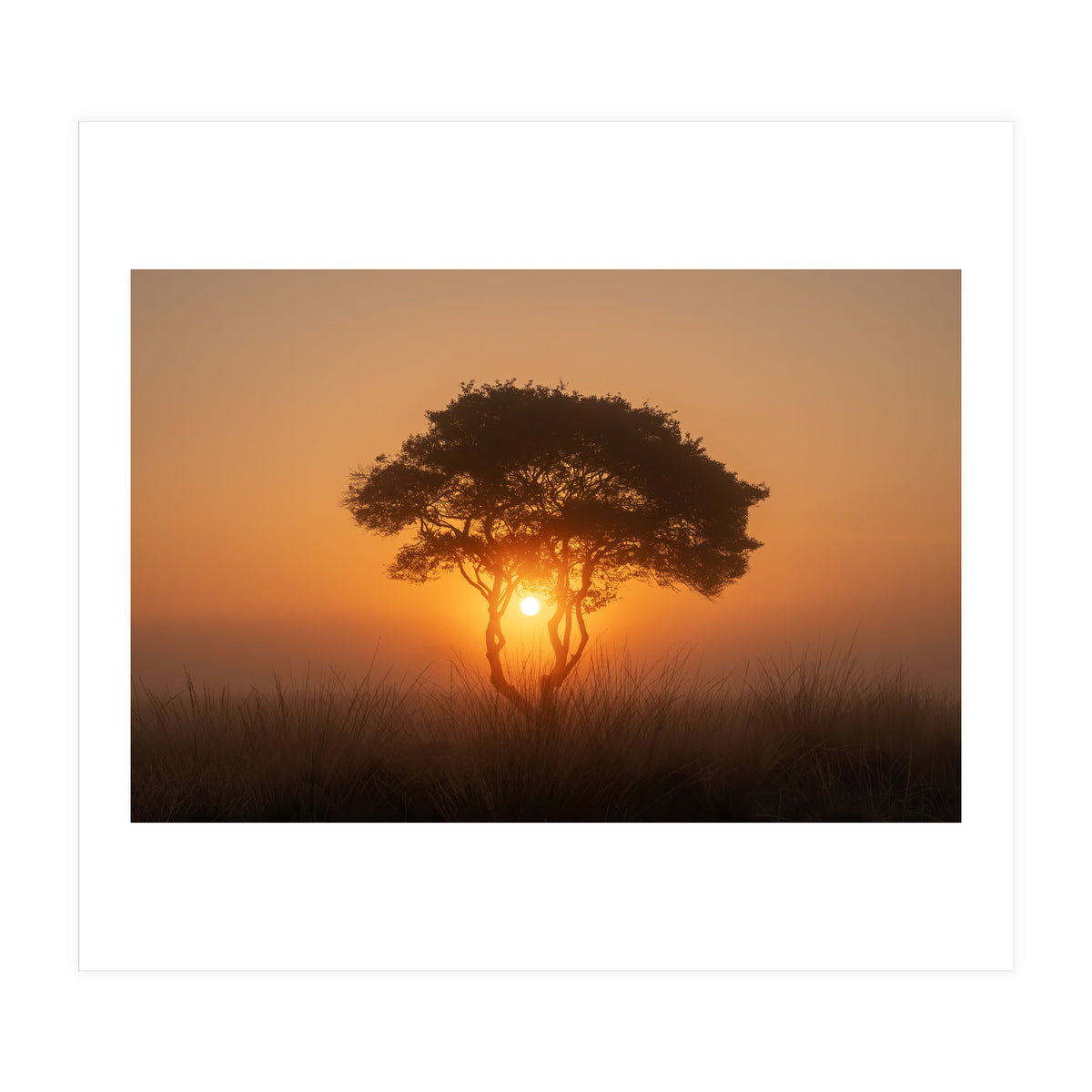 Tree at sunrise (Print Only)