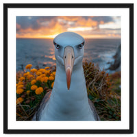 Albatross Bird With Intense Gaze By The Sea