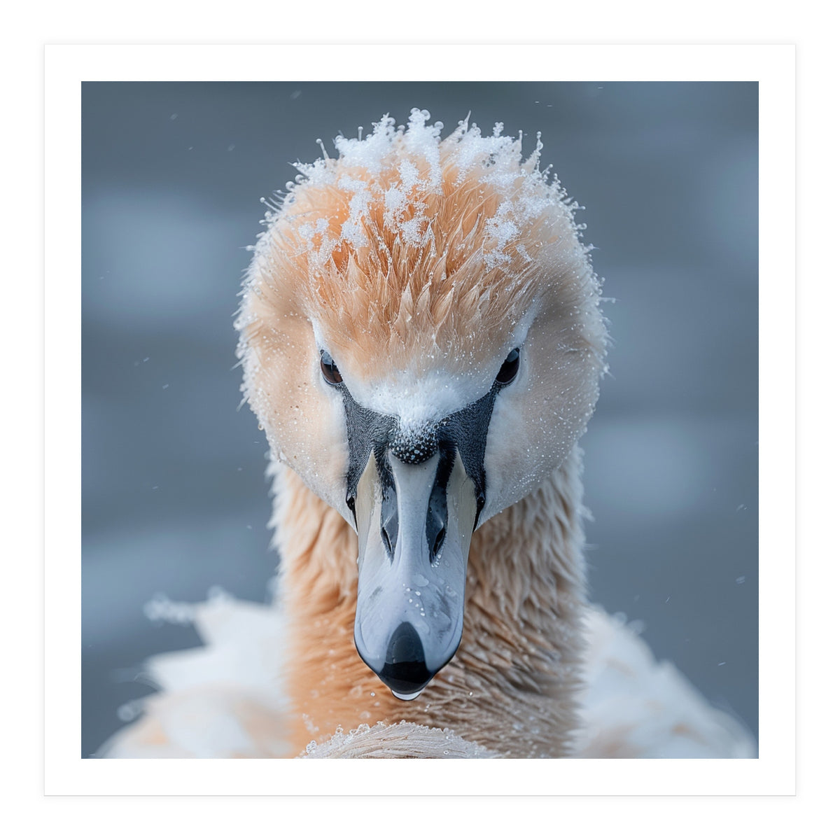 Majestic Swan Covered In Frost And Snow (Print Only)