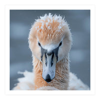 Majestic Swan Covered In Frost And Snow (Print Only)