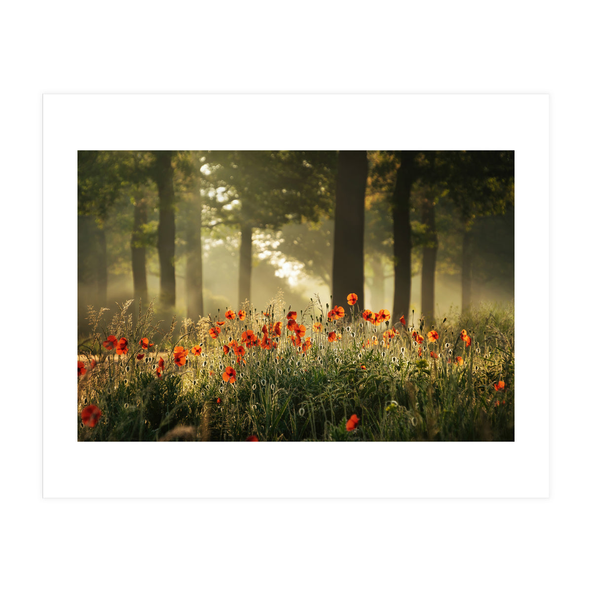 The poppy forest (Print Only)