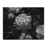 Dark Paradise | Black & White (Print Only) thumbnail