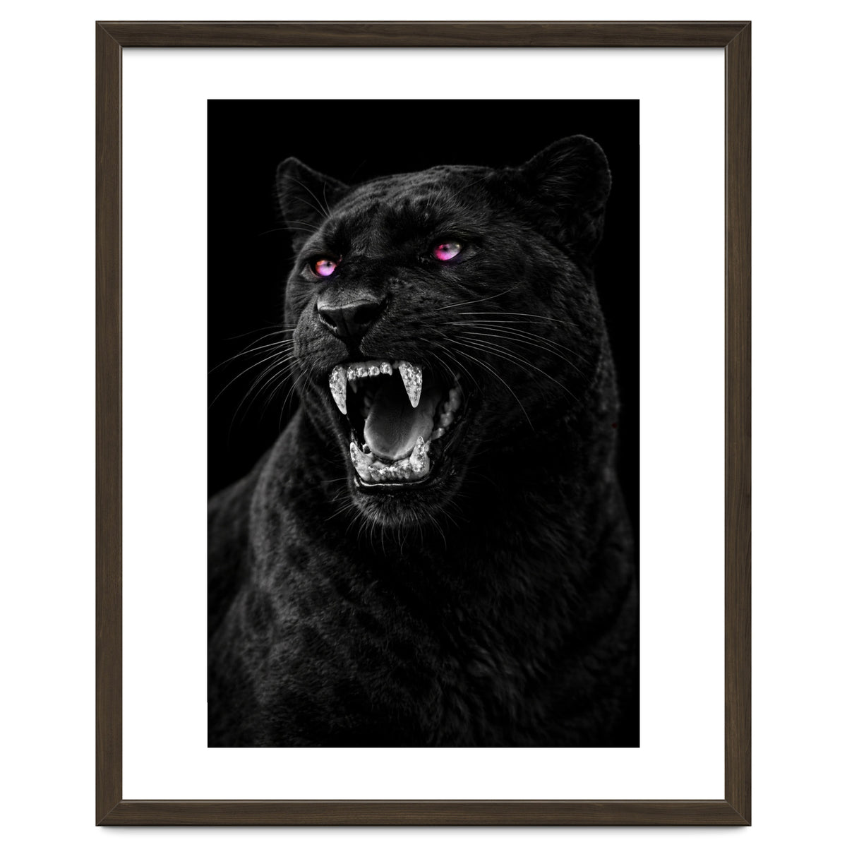 Black leopard with colorful eyes portrait