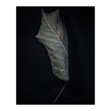 Leaves No 3 Color Version (Print Only) thumbnail