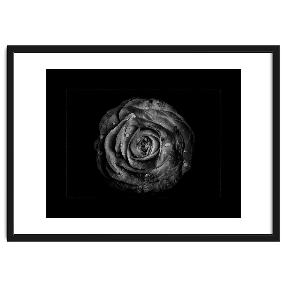 Backyard Flowers In Black And White No 72 with Border