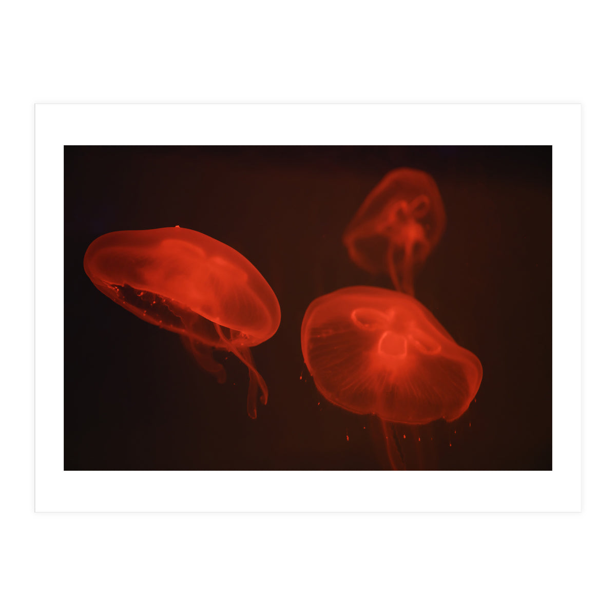 At the aquarium #4 (Print Only)