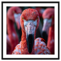 Close Up Of A Flamingo Bird Face, Pink Feathers