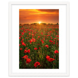 Poppies At Sunset thumbnail