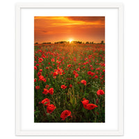 Poppies At Sunset