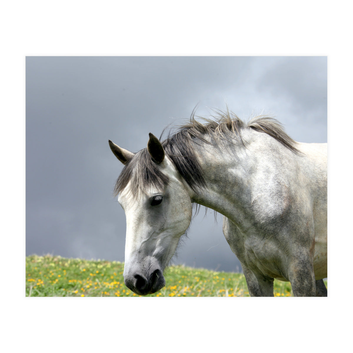 White Horse (Print Only)