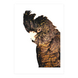 Black Cockatoo  (Print Only) thumbnail