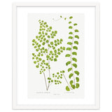 Edward Joseph Lowe – Adiantum Assimile and Adiantum Lunulatum (1856–1860) thumbnail