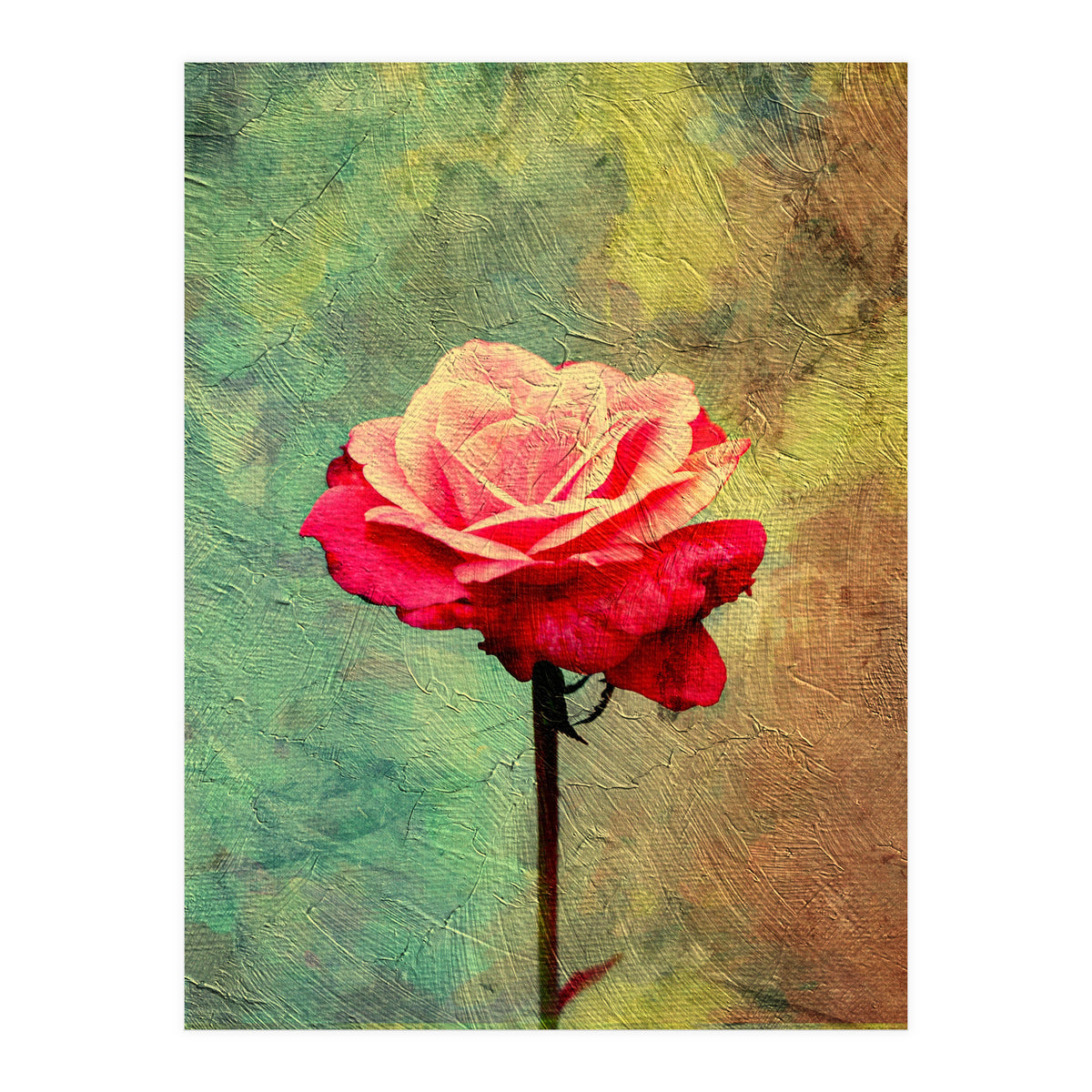 A Vibrant Red Rose  (Print Only)