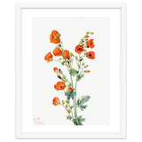 Mary Vaux Walcott – Scarlet Globe Mallow (Sphaeralcea grossulariaefolia) (1927) thumbnail