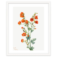 Mary Vaux Walcott – Scarlet Globe Mallow (Sphaeralcea grossulariaefolia) (1927)
