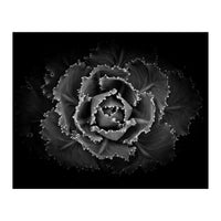 Backyard Flowers In Black And White No 101 (Print Only)