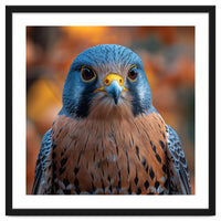 Close Up Of A Kestrel Bird Of Prey Portrait