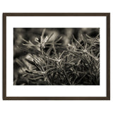 Rosemary Plant thumbnail