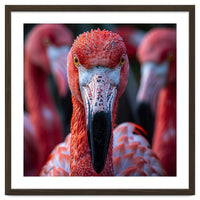 Close Up Of A Flamingo Bird Face, Pink Feathers