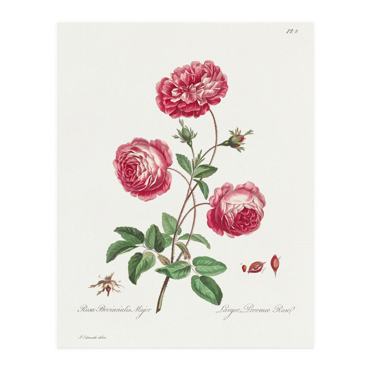 John Edwards – Larger Provence Rose (1770–1775) (Print Only)
