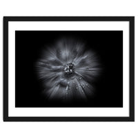 Backyard Flowers In Black And White No 66 Flow Version