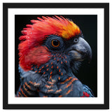 Black Palm Cockatoo Bird Close Up thumbnail