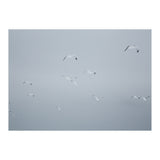 Flying seagulls in the winter sky (Print Only) thumbnail