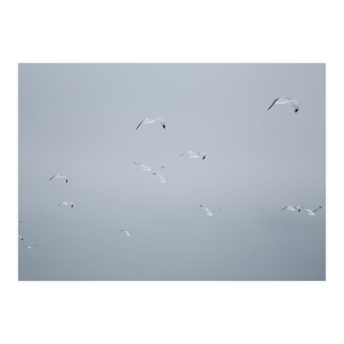 Flying seagulls in the winter sky (Print Only)